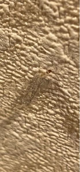 これはなんの虫ですか？ ほこりが動いていて、なんだなんだと思い見たらほこりの中に芋虫っぽいのがいました。 頭は焦げ茶色っぽいです。 写真はほこりから虫が顔を出している様子です。