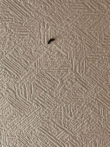部屋でこのような虫？を見かけました ヤネホソバという虫の幼虫が1番近いかなと思うのですがなんという虫でしょうか？部屋は２階です またガムテでぐるぐる巻きにしてしまったのですが死んでますかね…？