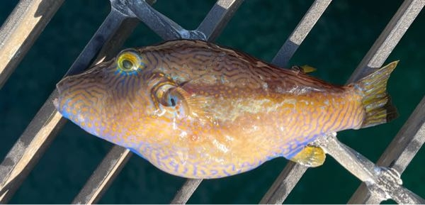 これってなんの魚ですか キタマクラの雄です 実際に北枕から名前を取ってま Yahoo 知恵袋