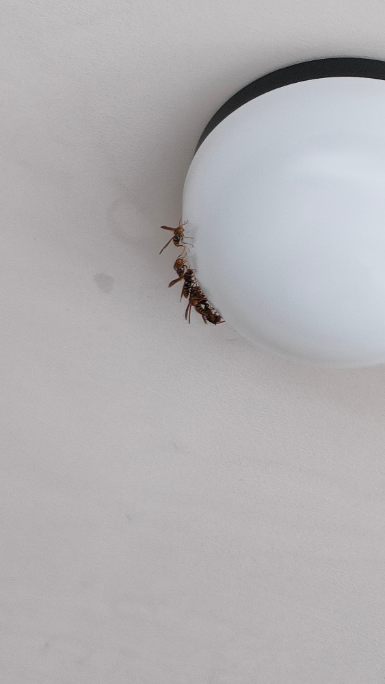 今日、家の外の電球に、蜂が10匹ほど集まっていました。 何の種類か分からないので教えて欲しいです。まだ巣は見当たらないのですが、怖いので、撃退方法も合わせて教えて下さい。 箒でサッと蜂を払っても襲ってこないのか心配です。