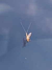 この虫はなんですか ちいさくてかわいいです カゲロウ目の一種で Yahoo 知恵袋