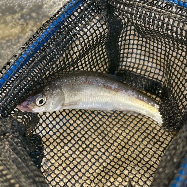 東京の川でハゼを釣っていた時に釣れました。サイズはハゼと同じくらいです。魚種わかる方お願いします。