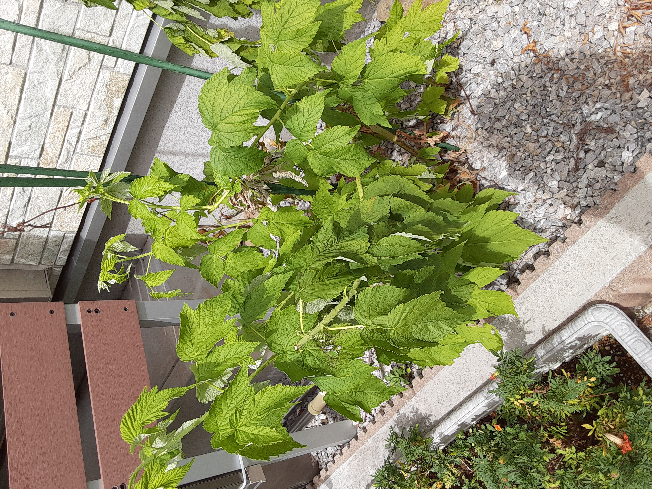 花屋さんでミモザの花束を買うことは出来ますか やっぱりまだ植木鉢に入 Yahoo 知恵袋