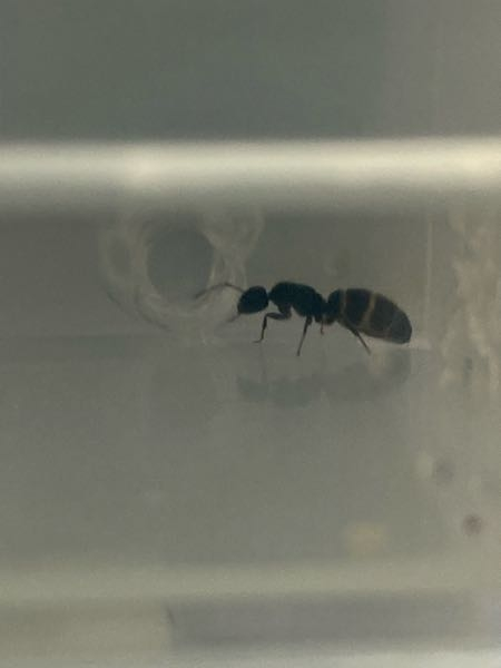 卵を産んでいる蟻の種類が知りたいです。 多分女王蟻だと思います。 7/22に倉庫の中にいて、近くに雄と思われる羽蟻が亡くなってたので女王蟻だと思い捕まえました。 体長は約8mmくらいです。 お詳しい方、種類を教えてくださいm(_ _)m