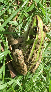 カエルに詳しい方 教えてください 庭に写真のカエルがいたのですが トノサマガ Yahoo 知恵袋