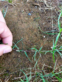 庭の芝 雑草に詳しい方にご質問です 昨年夏に戸建て購入し 庭にペレニアルライグ Yahoo 知恵袋