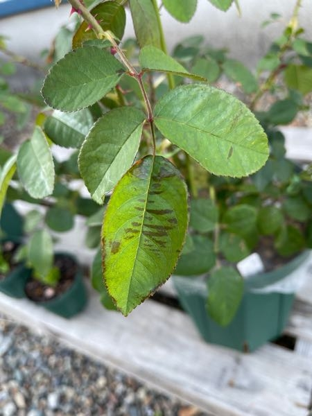 バラのガートルードジェキルです。 縞模様の葉が増えてきました。 この症状は何でしょうか？