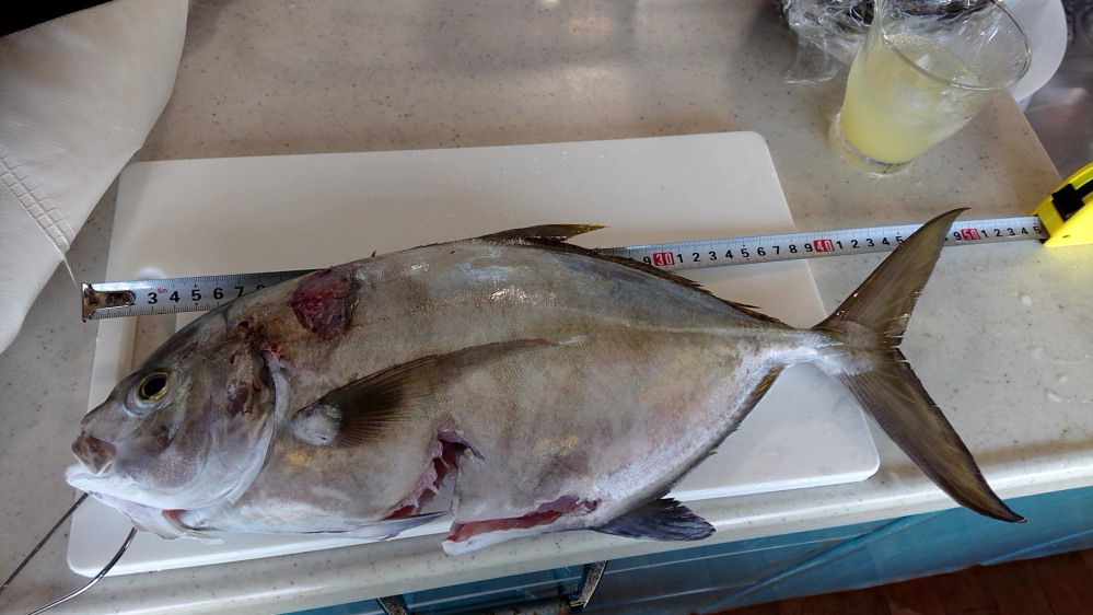 この魚はロウニンアジですか Gtの子供 クロヒラアジですhttps Yahoo 知恵袋