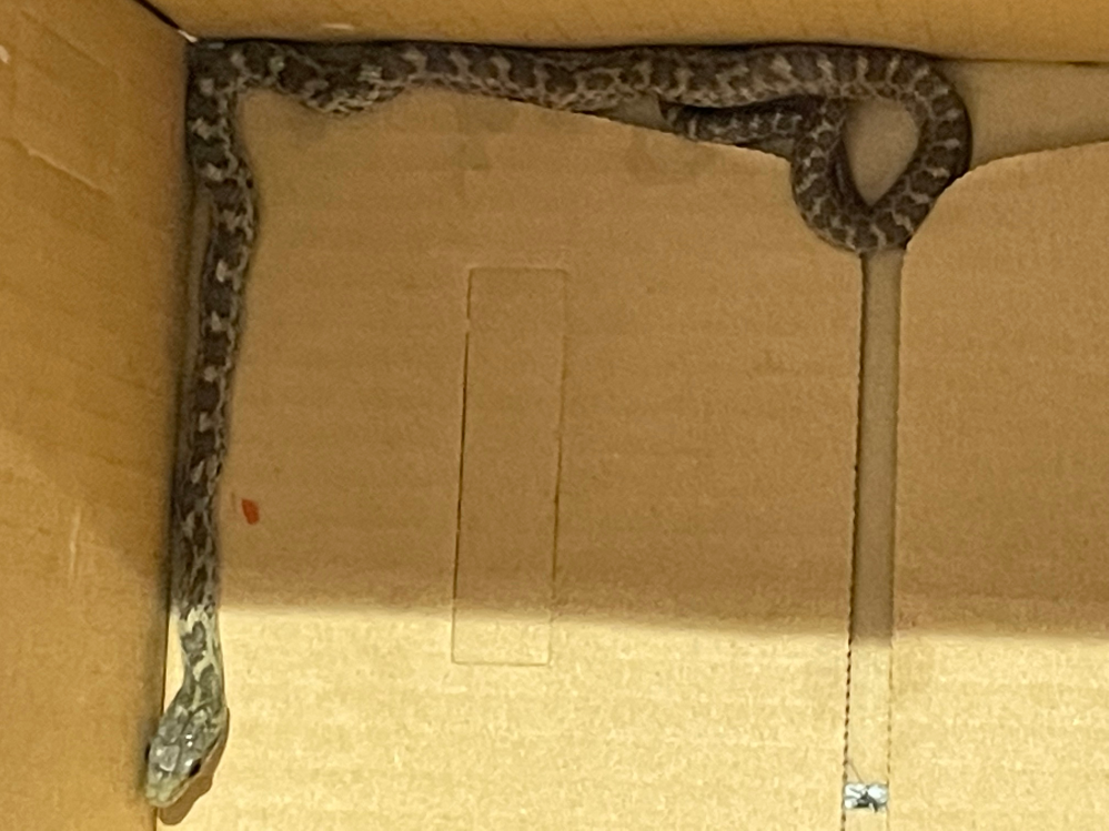 職場の事務所の中に蛇がいました。 日を跨いで同じサイズの蛇を捕獲したのですが、種類が気になります。 何蛇なのでしょうか？