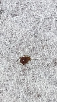 この虫の名を教えてください これは 蜘蛛ですか ダニですか とても小さいの Yahoo 知恵袋