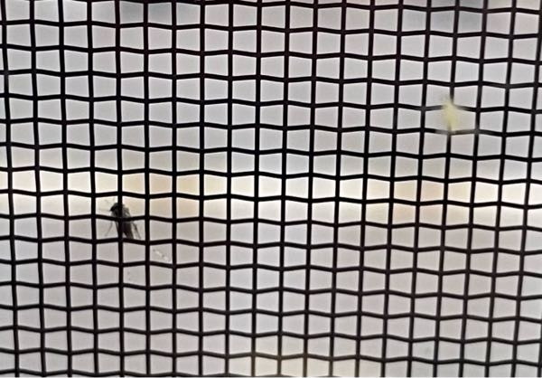 網戸に黒い虫と白い虫がいます…起きて早朝の空を撮ろうと思って窓を見たらゾッとしたのですがこの虫って何の名前でしょうか…普通サイズの網戸(60×60くらい)に10〜20匹ほどいるのですが多いのでしょうか … また部屋の中に虫がいないか少し怖くなってしまったのでおすすめの虫除けの商品があれば教えていただけると助かります。