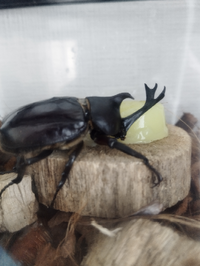 カナブンコガネムシの餌は昆虫ゼリーでいいのでしょうか コ Yahoo 知恵袋