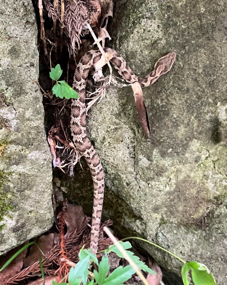 このヘビはマムシでしょうか 午前10時頃 自然公園で見かけました セ Yahoo 知恵袋