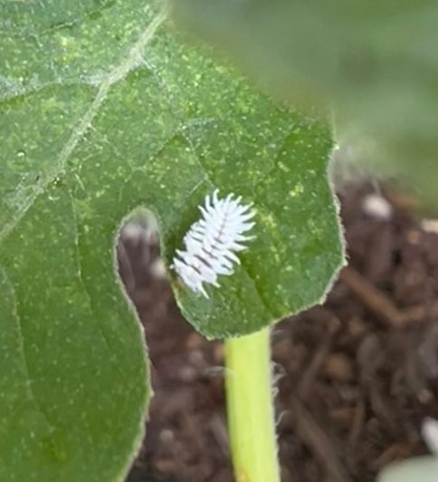 西瓜の葉に５㎜程の白い小さな毛虫？！ 調べても幾度見当たりません。 どなたか、ご存知の方是非教えて下さい。