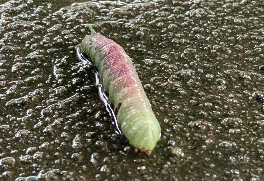 何の幼虫でしょうか。 東京の公園で雨の日に見つけた10cm近い幼虫です。子供が夏休みの自由研究で公園にいる昆虫を調べているのですが、名前が分からず、困ってます。 全身は黄緑色ですが、背中はピンク色です。お尻側に棘のような突起があります。