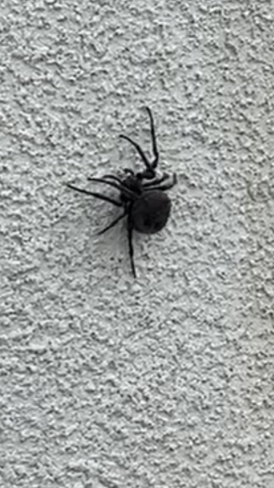 この蜘蛛は、なんという種類でしょうか？ 北海道です。 家の壁を歩いていました。 特に目立った模様等は見えませんでした。 身体だけで3cm程。 脚が長めです。