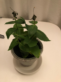 桔梗の育て方 復活方法 写真のように枯れてしまった桔梗を元気にする方 Yahoo 知恵袋