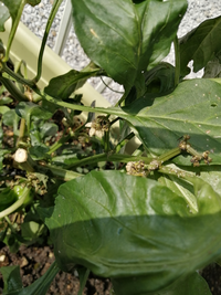 ピーマンを栽培しています 花が咲いたところから枯れ落ちてしまい 実ができません Yahoo 知恵袋