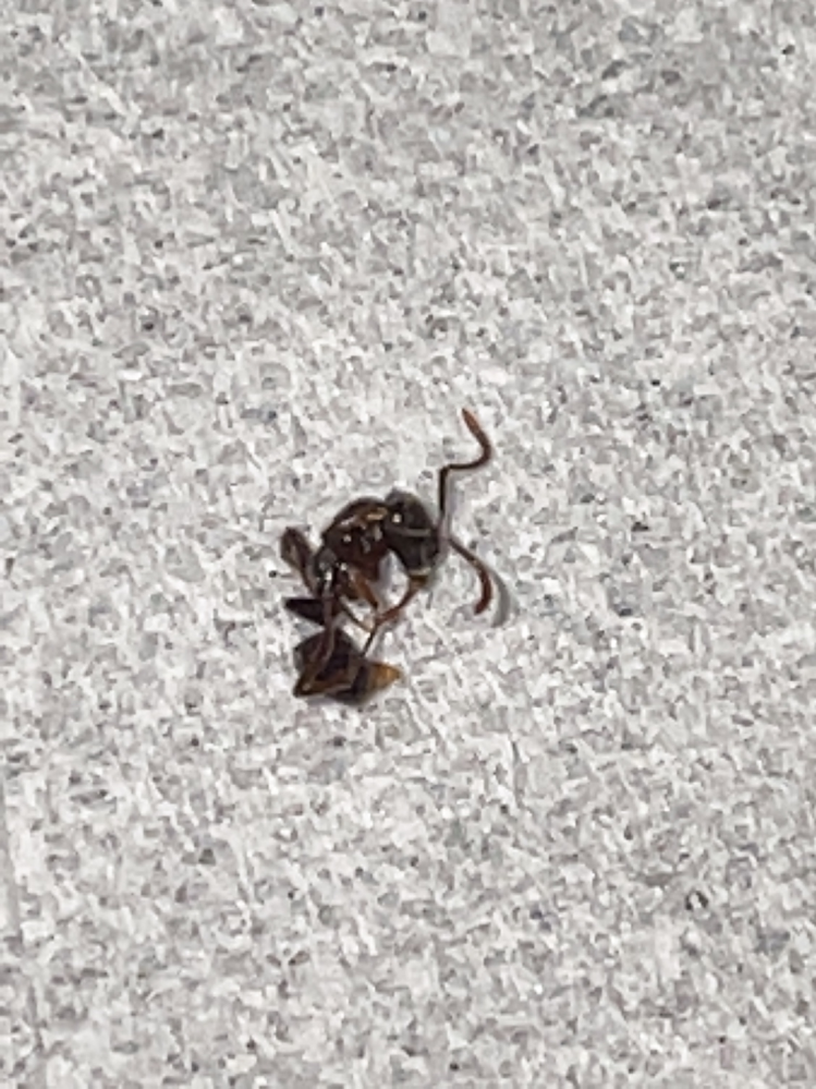 最近よく部屋で虫に刺されたりするんですが、このアリさんって毒持ってたりするんでしょうか?