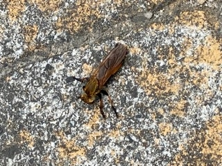 この虫が何かお分かりになる方いらっしゃいますでしょうか？ ・足が2、3本取れているようです。 ・同じ種類の虫が飛んでいたので、この虫も飛ぶものと思われます。