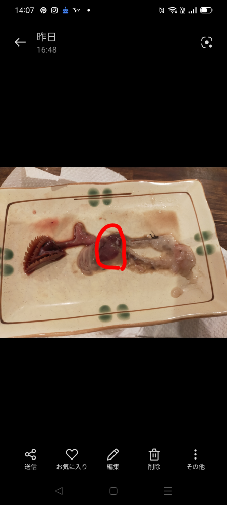 魚の臓器の質問です。 この写真の丸をつけた部分は肝臓なのでしょうか？
