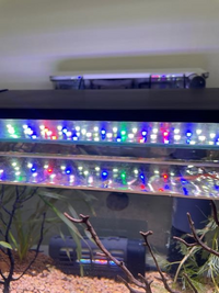 アクアリウム初心者です 水草の植え方と育て方について教えていただきた Yahoo 知恵袋