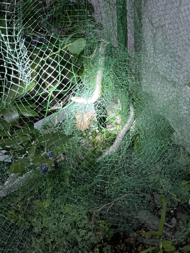この蛇は毒蛇ですか？網にひっかかってしまっています。