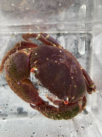 伊豆大島の岩場で見つけたカニなのですが 名前を教えてください 目が赤く お腹が Yahoo 知恵袋