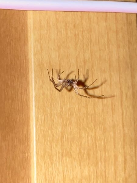 家にこんな蜘蛛が出てきたんですが、駆除した方がいいですかね、あとこの蜘蛛の名前ってわかりますか？ ハエトリ蜘蛛とかかな、、、？ あとカテゴリわからなかったのでちょっとおかしかったらすみません