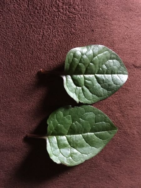 ツルムラサキの葉は、どのくらいの大きさで収穫出来ますか？