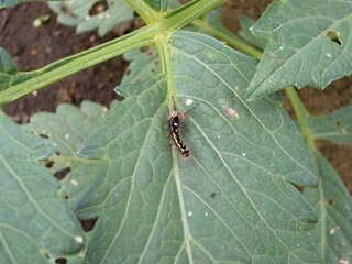 この虫は何ですか ダリヤに虫がついています 葉が虫食いだらけに Yahoo 知恵袋