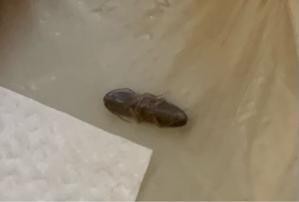 この虫はゴキブリの幼虫ですか？ 細長い感じで3mmくらい 背中に白い線はありませんでした。