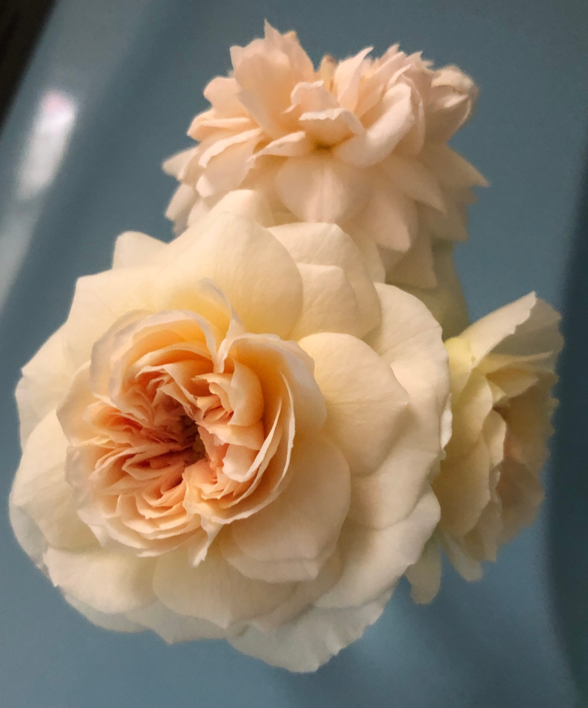 先日ジュール・ヴェルヌというバラを買ったのですが、同じ株ですが咲いた花の形が写真のようにやや異なっています。 このようなことはバラにはよくあることなのでしょうか？御回答よろしくお願い致します。