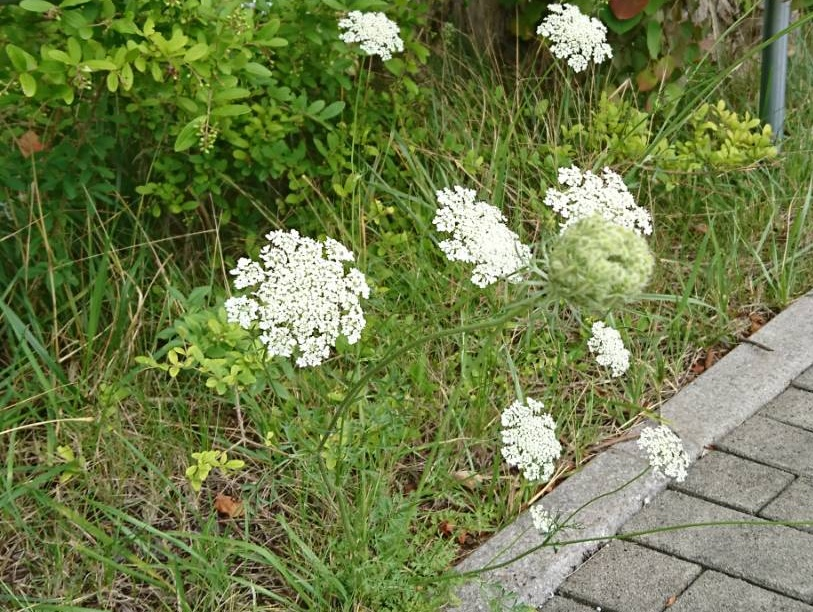これは何という花ですか？ 北海道です。