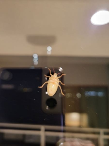 マンションの窓に張り付いていたこの虫はなんですか？ 教えてください