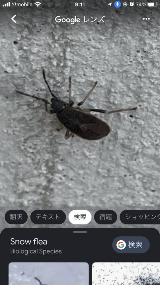 この虫がなにかわかりましたら 教えてください 最近家をやっと購入したのですが家 Yahoo 知恵袋