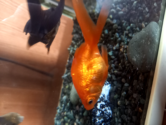 この金魚の性別はどっちですか？分かりにくくてすいません。