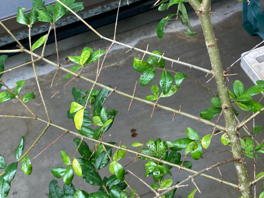 花言葉で 愛 思いやり ふれあい など 優しい言葉を持つ花を教えて下さい Yahoo 知恵袋