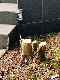 シマトネリコをまた生えてくると思い 伐採してしまいました これはもう伸びてこな Yahoo 知恵袋