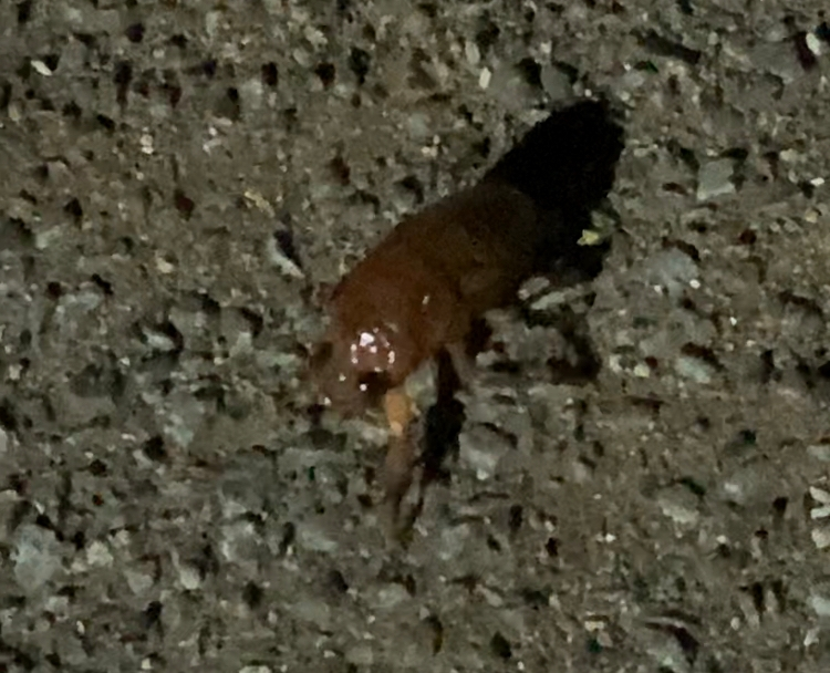 夜道の道路に蝉の幼虫が歩いていました。ただ何となく湿っている？感じで弱っているのか蟻蛾が歩いてる幼虫の周りに集ってました。 そのまま車道を歩き出してしまい潰されそうでしたので、紙に乗せてすぐ脇の公園に移動させましたが、、かなり弱々しい感じでした。無事、脱皮出来るでしょうか、、？(*_*)