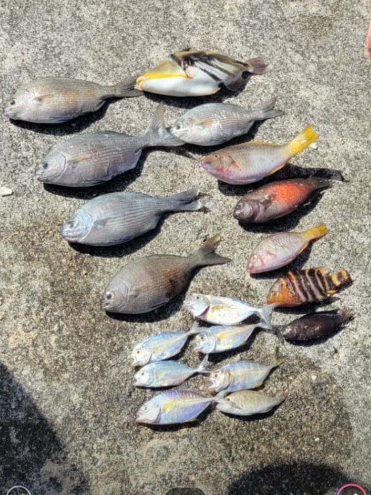 魚に詳しい方教えてください。 宮古島で昨日釣った魚です。 それぞれの名前が知りたいです。