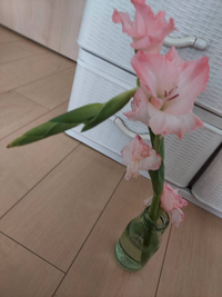 この写真のグラジオラスという花の茎 が折れてしまいました 一部の花も Yahoo 知恵袋