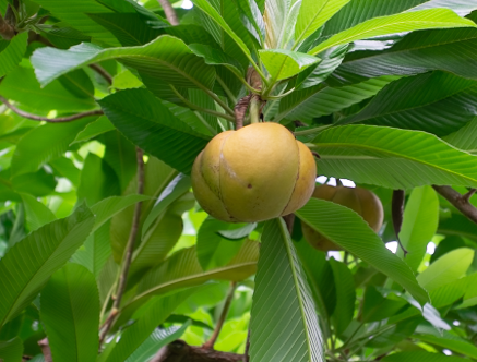 画像の果物は何という名前でしょうか？ 浜松フルーツパークの温室にありました。