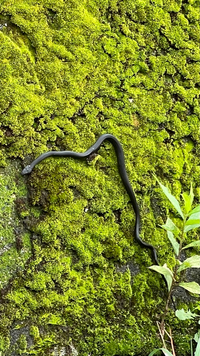 見えにくいですが この写真の蛇の種類分かる方教えて頂きたいです シマヘビの Yahoo 知恵袋