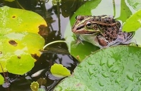 メダカを飼っている水槽に殿様カエルがよく入っています メダカを食べま Yahoo 知恵袋