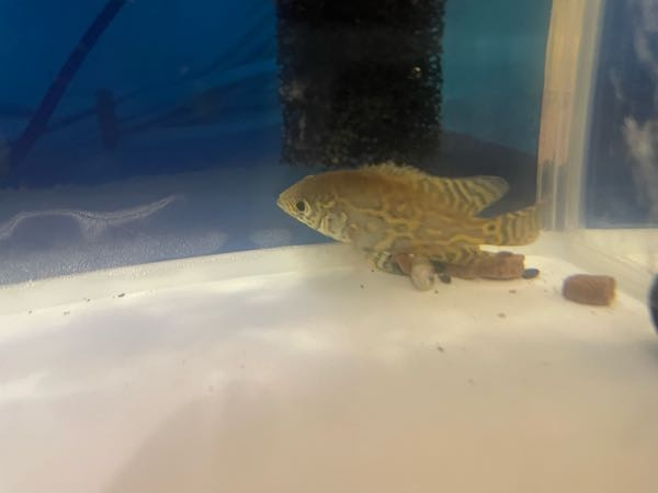 最近ワイルドオスカーを飼いました産地はコロンビア産です 個体サイズは3センチで Yahoo 知恵袋