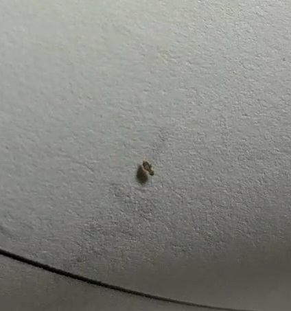 部屋に蟻みたいな小さい虫が大量発生してます。動画撮ったのですが、これ何という虫でしょうか。 本棚の本に沢山いるみたいで、1枚でも紙を取って見ると必ずいます。。 アリの巣コロリを置いてみましたが見向きもしません。 どのように駆除したら良いでしょうか。。 https://59.gigafile.nu/0825-b87e4f97bb1146fd5235cdeb33f7c97cf