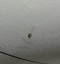 部屋に蟻みたいな小さい虫が大量発生してます 動画撮ったのですが これ何という虫 Yahoo 知恵袋