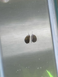 これはなんという貝ですか メダカの水槽にいます サカマキガイですね ラム Yahoo 知恵袋