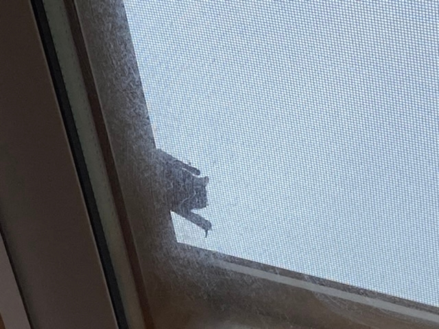 朝起きたら窓ガラスに写真の虫？がいました。 何か分かる人教えてくださいよろしくお願いします